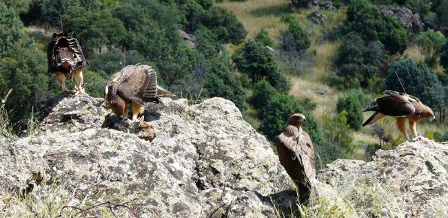 Águilas perdiceras liberadas en Madrid