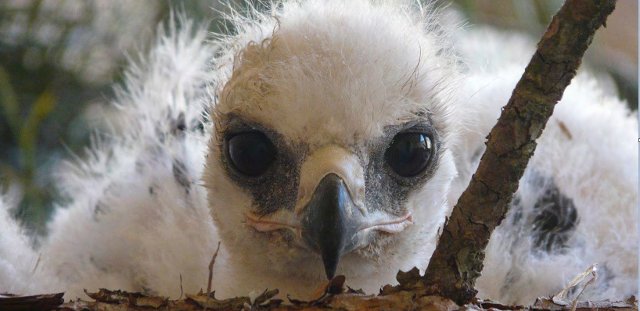 Ejemplar de águila perdicera destinado a la cría en cautividad