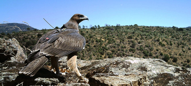 Graná, hembra de águila de bonelli liberada en Madrid