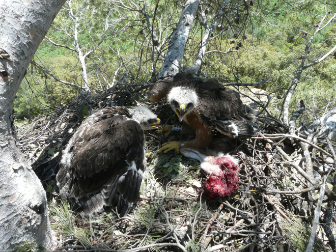 Madrilgo Erkidegoko azkeneko habietako batean markatutako Bonelli arrano txitak