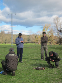 Agents forestiers et membres du GREFA pendant l’enlèvement d’un cadavre d’Aigle de Bonelli électrocuté.