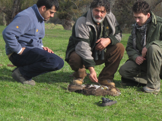 Membres du GREFA près du cadavre d’un Aigle de Bonelli électrocuté.