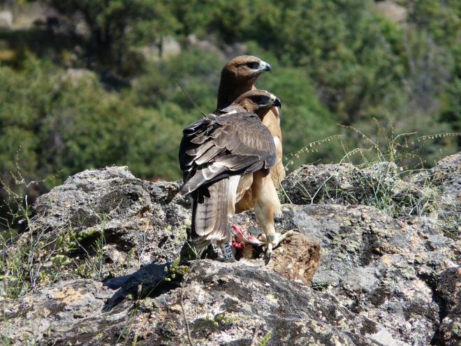 Bonelli's Eagles released in the Community of Madrid