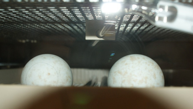 De estos huevos, en la incubadora, nacieron los dos nuevos pollos de águila de Bonelli de la temporada. ¡y ya van cuatro!