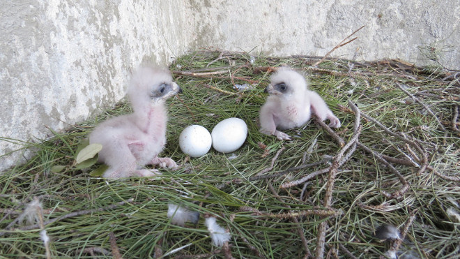 Momento en el que los pollos de águila de bonelli son introducidos en el nido y retirada la segunda puesta para su incubación artificial