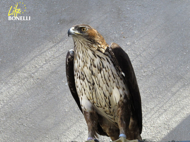 Águila de Bonelli adulta utilizada por GREFA para la cría en cautividad. Foto: Juan José Iglesias / GREFA.