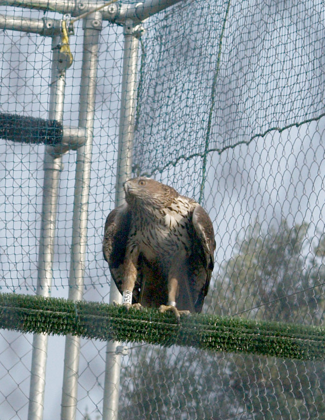 Dodiel, águila de bonelli, en la jaula de aclimatación