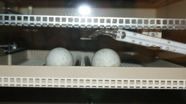 Los huevos de águila de bonelli en la incubadora