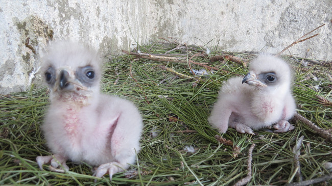 Estos dos pollos de águila de Bonelli han sido los primeros en nacer en 2014 en el centro de recuperación de fauna silvestre de GREFA. Foto: Ernesto Álvarez.