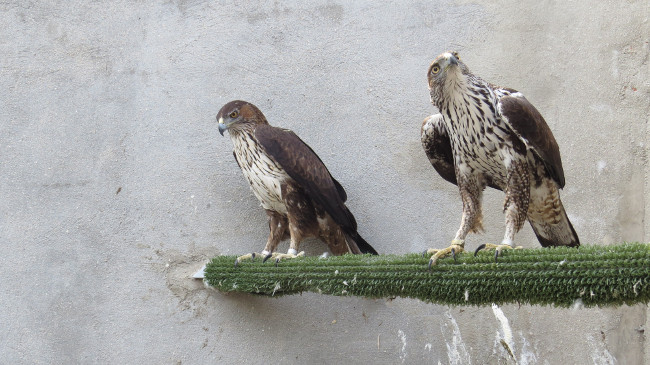 Esta pareja reproductora de águila de Bonelli ha sido la primera en criar con éxito esta temporada en el centro de GREFA. Foto: Ernesto Álvarez.