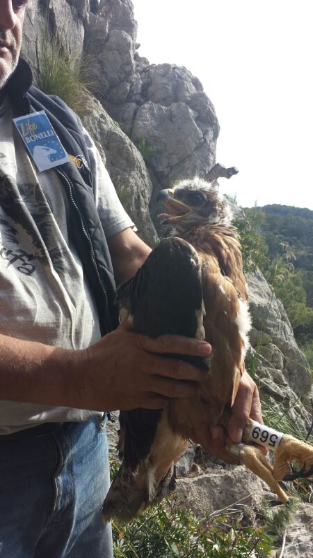 Uno de los pollos trasladados a Mallorca, a punto de ser introducido en las instalaciones del hacking. Foto: Carlota Viada / COFIB.