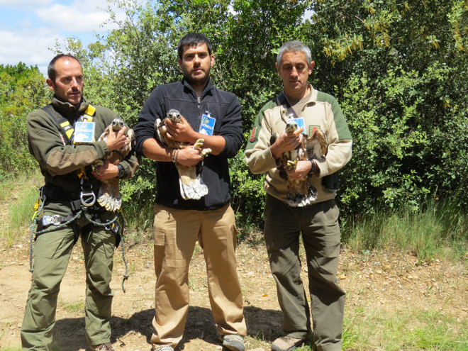 Txarra, Iñar y Filabres, los tres pollos de águila de Bonelli liberados en Navarra. © Alfonso Llamas Saíz