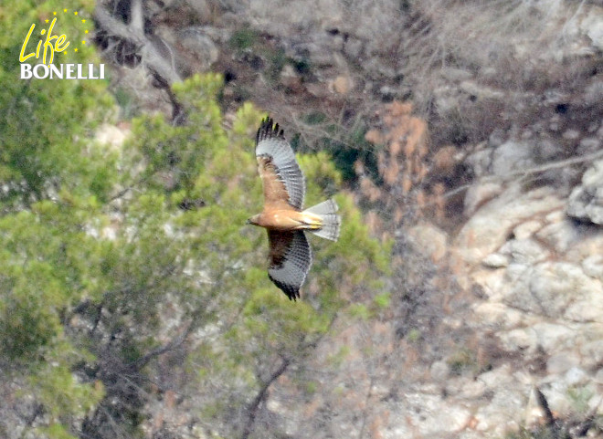 Darwin vuela al sur de la Serra de Tramuntana (Mallorca) en septiembre de 2014. Foto: Juan José Bazán (GORA). 