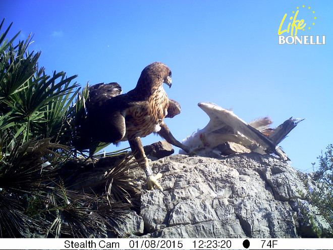 Dílar, el último águila de bonelli liberado, acude al punto de alimentación donde se le dejo una gaviota