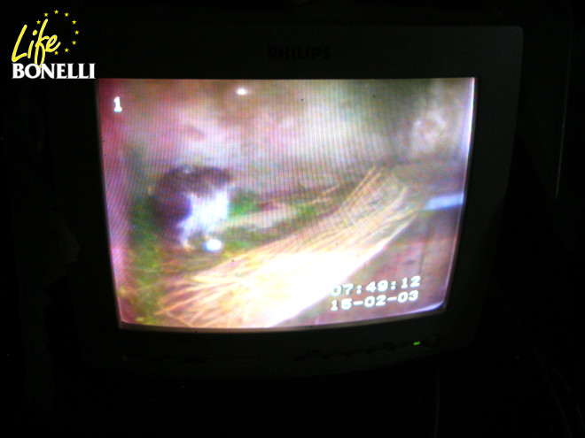 Captura de video-cámara de una Pareja de cría de Jea-Claude Mourgues con su primer huevo