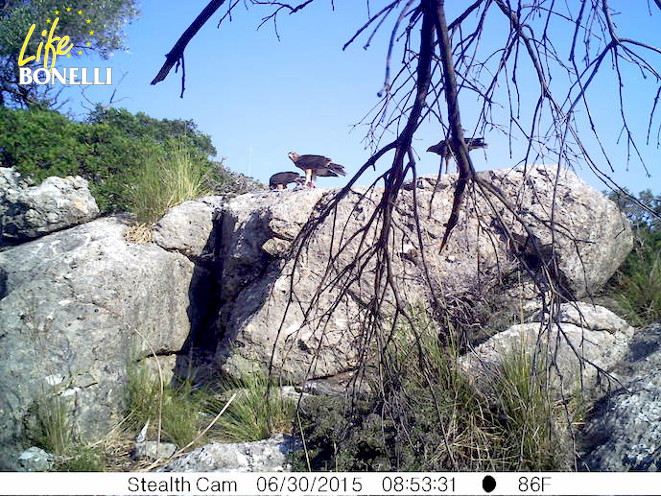 En esta imagen de fototrampeo tomada el pasado 30 de junio se observan a tres de las seis águilas de Bonelli liberadas en Mallorca en 2015 mientras comen.