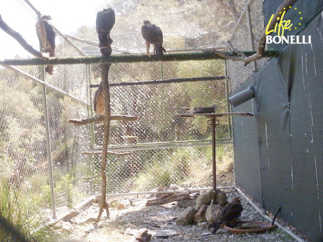 Aspecto de la jaula-hacking para el águila de Bonelli instalada en Mallorca. Se observan los seis pollos liberados en esta isla en 2015: cuatro posados, uno echado en una plataforma de aporte de comida y otro en la bañera en el suelo.