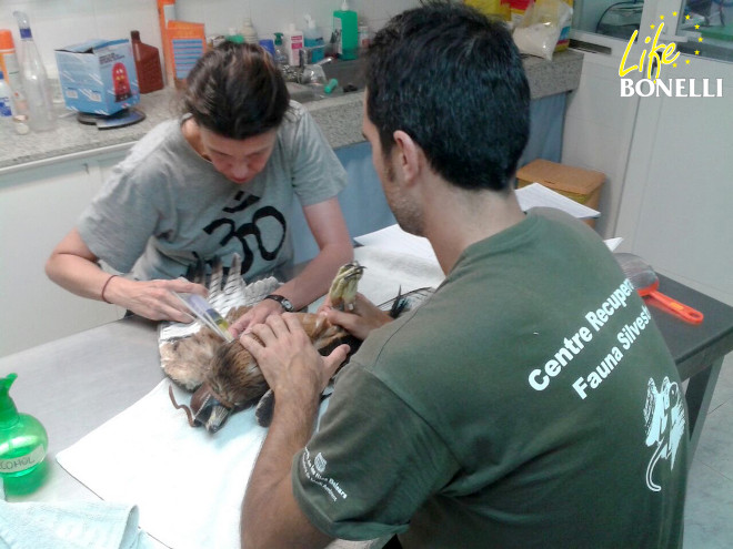Rehidratación del juvenil recapturado, Escorial, en el Centro de Recuperación de Fauna del COFIB, donde permaneció cinco días en tratamiento.