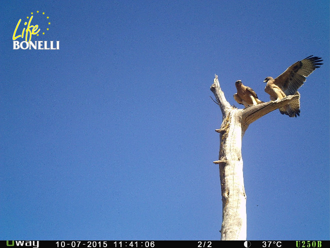 The last two Bonelli’s Eagles are already flying over Madrid. 