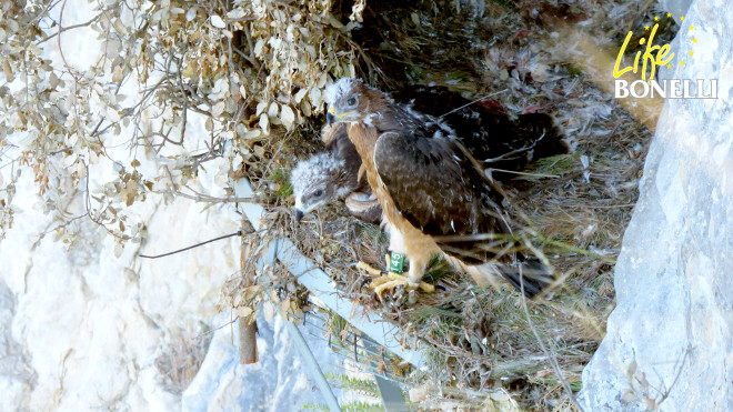 Soila y Oteo resting in the nest after being introduced.