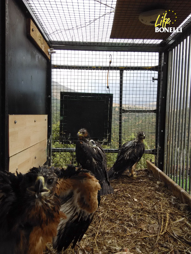 Las nuevas tres águilas de Bonelli de nuestro hacking madrileño, en buenas condiciones tras la tormenta del pasado 11 de junio.