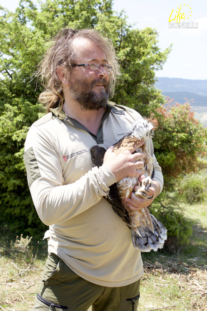 Agente forestal de Navarra con una de las nuevas águilas de bonelli