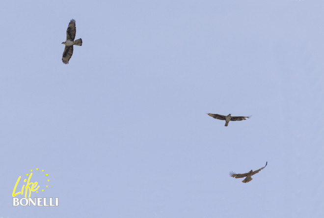 En esta fotografía se ven a las tres águilas de Bonelli planeando de buen rollo. Foto: Bob Burgess.