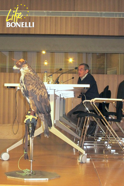 Miguel Delibes imparte su conferencia junto a Aina, una hembra de águila de Bonelli, de los cetreros ‘Águilas de Mallorca’, que “presidió” el acto.