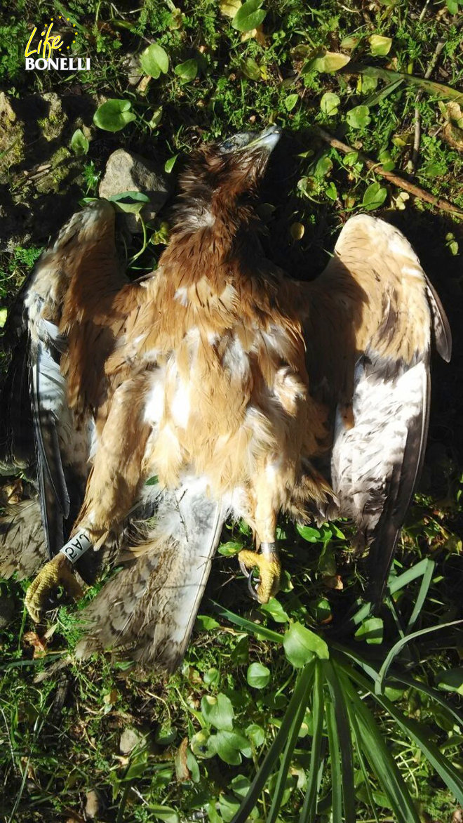 Cadáver del águila de Bonelli Estepa, tras ser hallada muerta en Mallorca. Foto: Tomeu Morro.