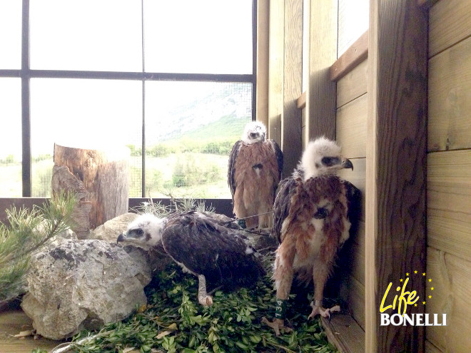 Los tres pollos de águila de bonelli en el nido artificial