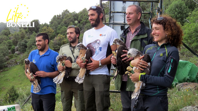 Members of GREFA actions developed in Andalusia and Navarre, as well as an expert and a representative of the Forest Officers form the Community of Madrid, present the eagles before their release. 