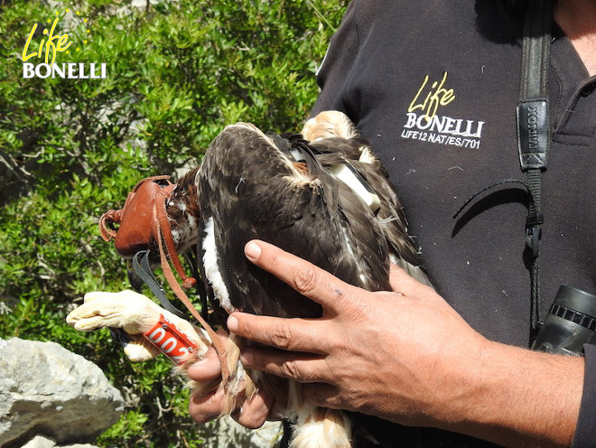 Escorca, recién marcada y con su emisor visible, antes de su devolución al nido. Foto: Ernesto Álvarez / GREFA.