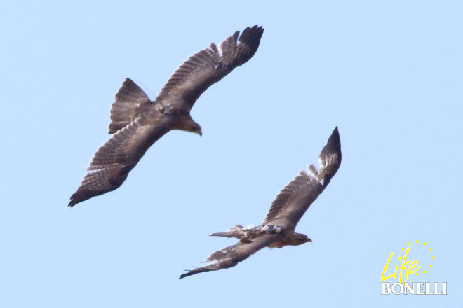 'Era de Ronda' (arriba) y 'Estero' (de menor tamaño al ser un macho), vuelan libres sobre los cielos de Mallorca el 2 de septiembre. Foto: Adolfo Ferrero/GORA.