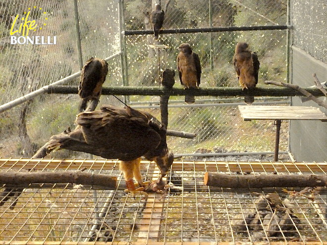 Interior de la jaula-hacking con algunas de las águilas de Bonelli reintroducidas en Mallorca en 2015.