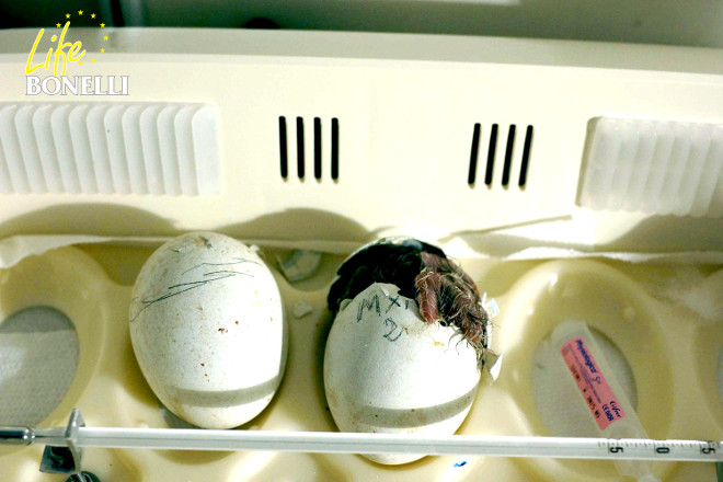 Momento de la eclosión, en la incubadora, de una de las águilas de Bonelli nacidas en GREFA en 2015.