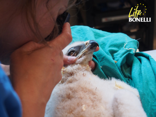 Chequeo veterinario a uno de los pollos de águila de Bonelli nacidos en GREFA en 2015, ya bien desarrollado.