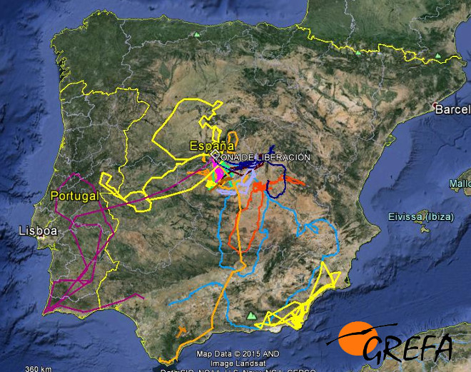 En este mapa de la Península Ibérica podéis apreciar los movimientos dispersivos realizados durante el pasado septiembre por nuestras águilas de Bonelli o águilas perdiceras para dispersarse desde sus respectivas zonas de liberación o nacimiento. 