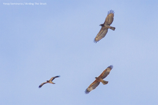 The Bonelli’s Eagle Yser (bottom right) near the Strait of Gibraltar, together with a booted eagle and a short-toed eagle. Photo: Yeray Seminary/Birding the Strait