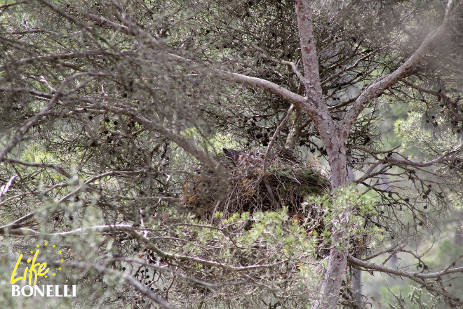 La hembra 'Cullera' en su nido en árbol.