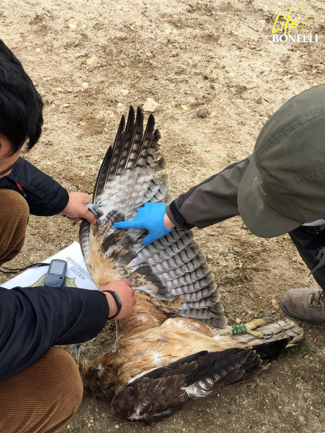 A GREFA expert and an environmental agent of Castilla-La Mancha examining the dead body of the Bonelli’s Eagle Álora. 