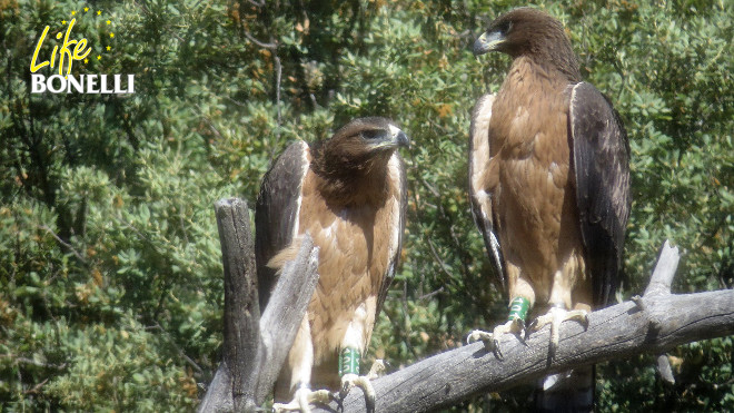 'Verdún', junto a otra águila de Bonelli joven, durante el periodo de dependencia.