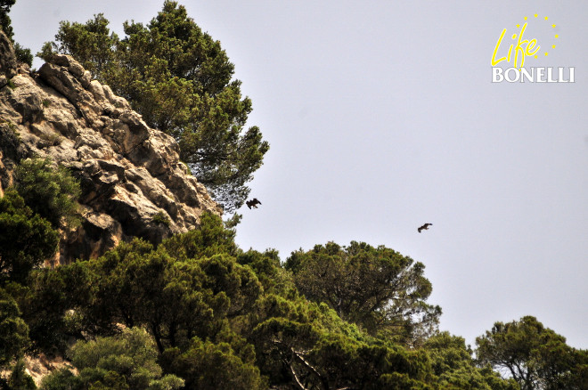 Dos de las águilas de Bonelli liberadas en 2016 en Mallorca vuelan sobre una zona de cantiles en la zona de liberación. Foto: Xavier Gassó.