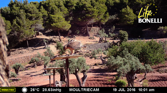 'Figueres', una de las águilas de Bonelli procedentes de Cataluña, recuperada de una grave fractura en su pata derecha, sobre una plataforma de alimentación en Mallorca.