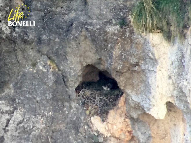 La hembra 'Bel' incuba sus dos huevos en su nido en roca. 