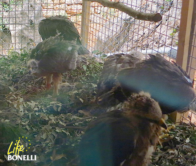 Una vez dentro del nido, los pollos de águila de Bonelli empezaron a comer, alguno ya realizó aleteos y después se pusieron a descansar. Foto: Carlota Viada/COFIB.