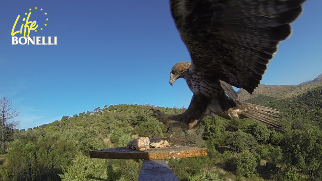 "Haza", hembra de águila de Bonelli, coge su "desayuno" del punto de alimentación de LIFE Bonelli gestionado por GREFA en la zona de liberación de la Sierra Oeste de Madrid.