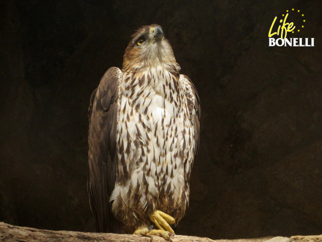 Macho de águila de Bonelli monta guardia frente al nido que regenta en las instalaciones de GREFA mientras la hembra cuida del polluelo adoptivo.