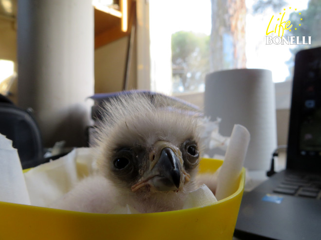 Pollo de águila de Bonelli en nuestra sala de cuidados neonatales. Este ejemplar está siendo criado por una pareja adoptiva.