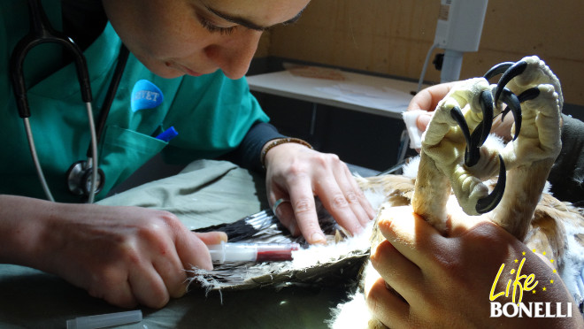 Una veterinaria toma una muestra de sangre a un pollo de águila de Bonelli afectado por tricomonas que ha sido extraído de un nido de la especie en Andalucía.