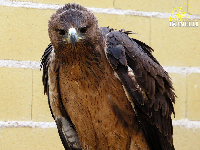 Preciosa estampa del águila de Bonelli "Iber", tras su reciente ingreso en el hospital de fauna de GREFA.